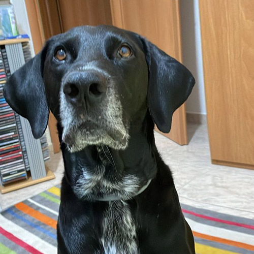 A black dog named Regan is sitting on a rug in a room.