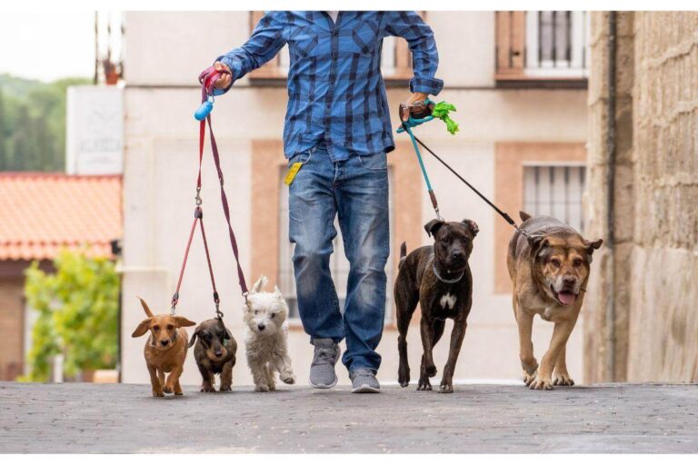 A man walking dogs on leashes
