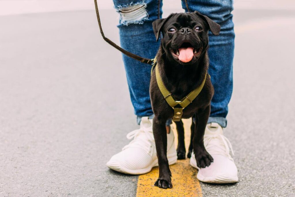 A dog on a leash