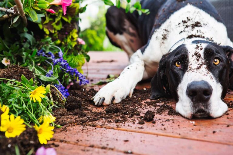 A black and white dog laying in the dirt, prevented from digging in the garden for protection.