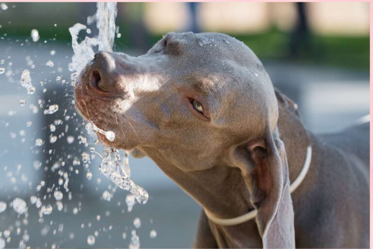 Help your pooch avoid dehydration by providing access to fresh water, like this dog drinking from a fountain.
