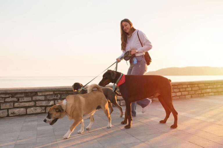 A woman guide walking her dogs on a leash at sunset.