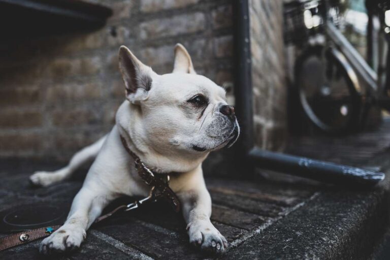 A white french bulldog laying on a sidewalk doesn't want to walk.