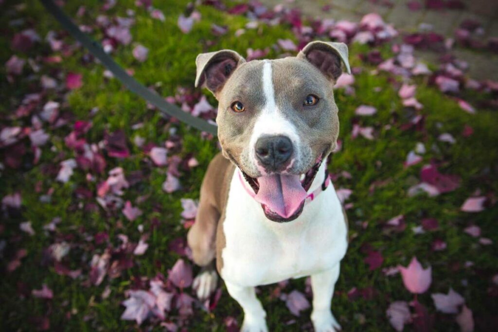 A white and brown dog sitting in the grass.