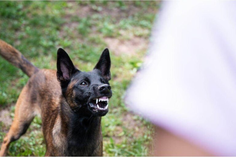 An angry dog with its mouth open is standing next to a person