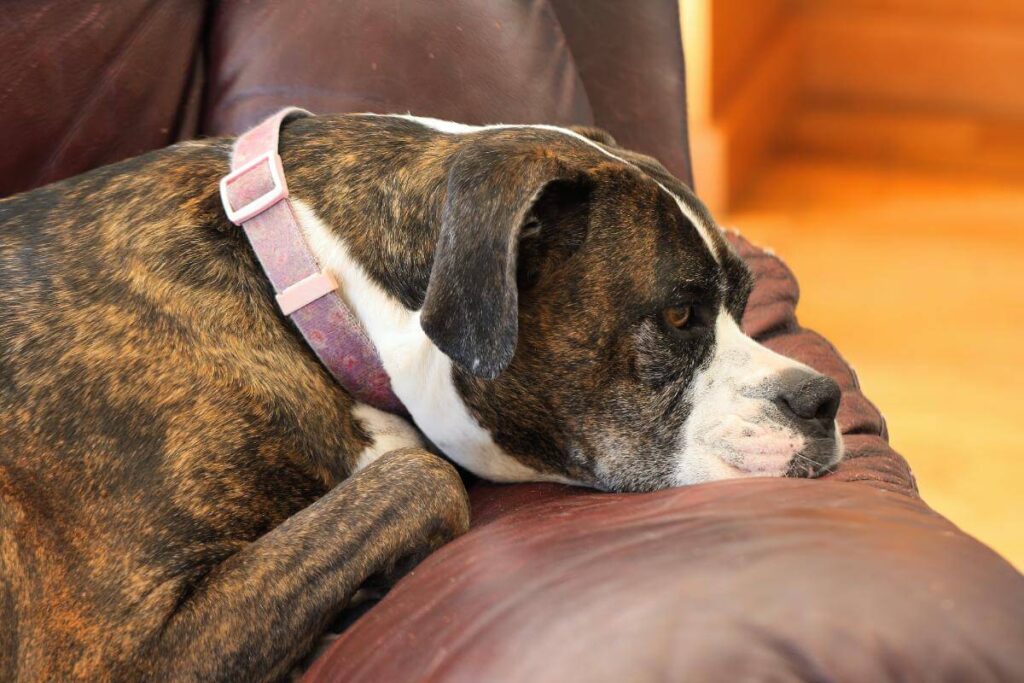 A dog resting on a leather chair