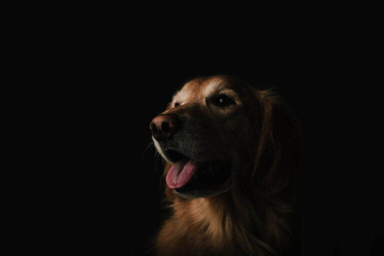 A golden retriever is standing in front of a black background