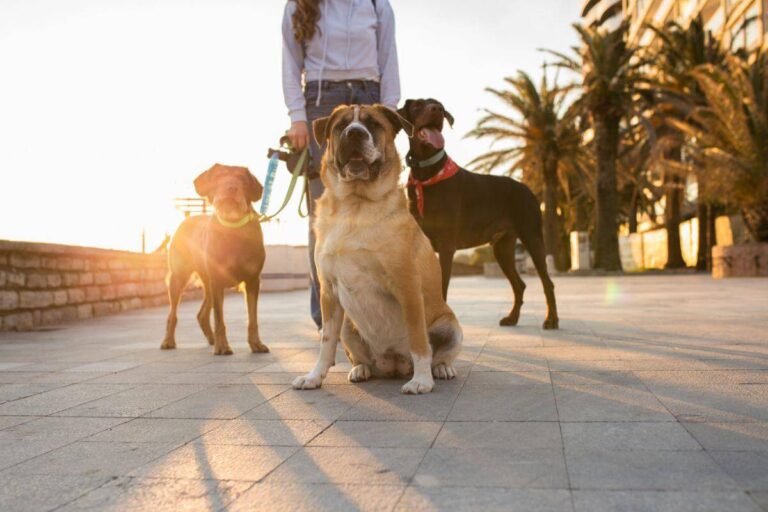 Three dogs on a leash in front of a woman