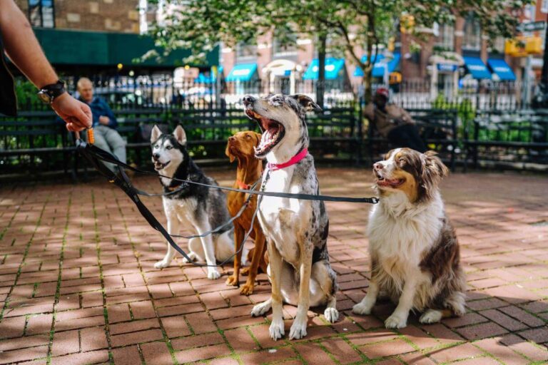 A group of dogs on a leash on a brick sidewalk.