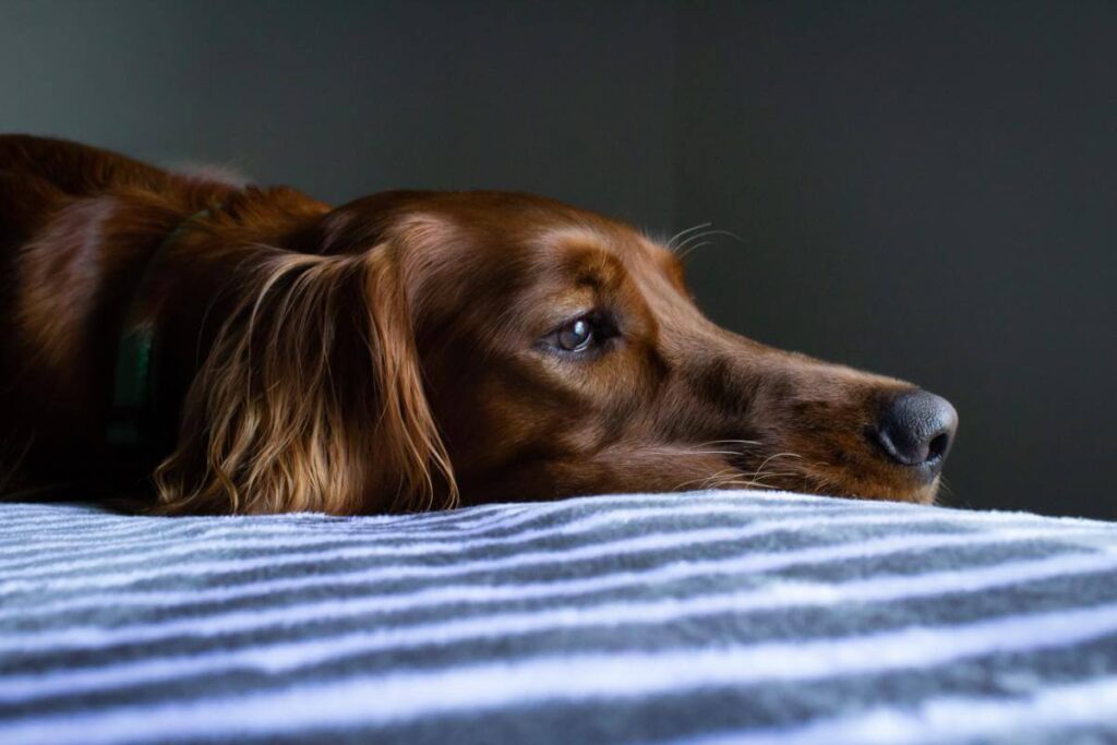 A brown and white dog laying on a bed.