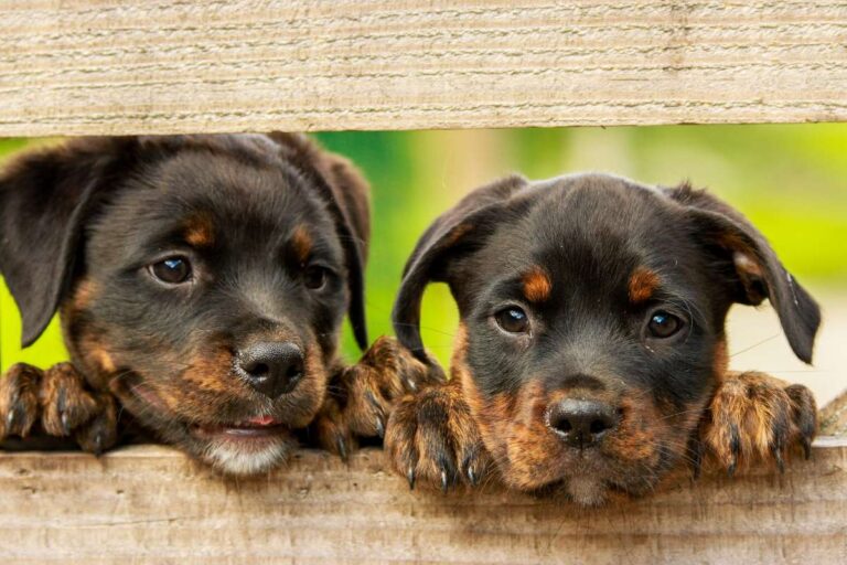 Two Rottweiler puppies peeking over a wooden fence, ready for their UK puppy vaccination schedule.