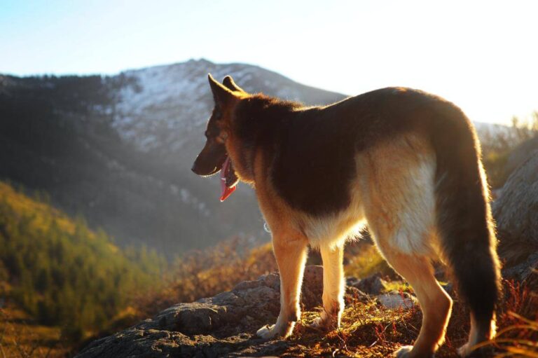 A dog walking on top of a rocky mountain.