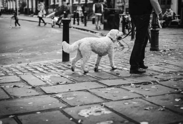 Black and white photograph of a man walking a dog on a cobbled street.