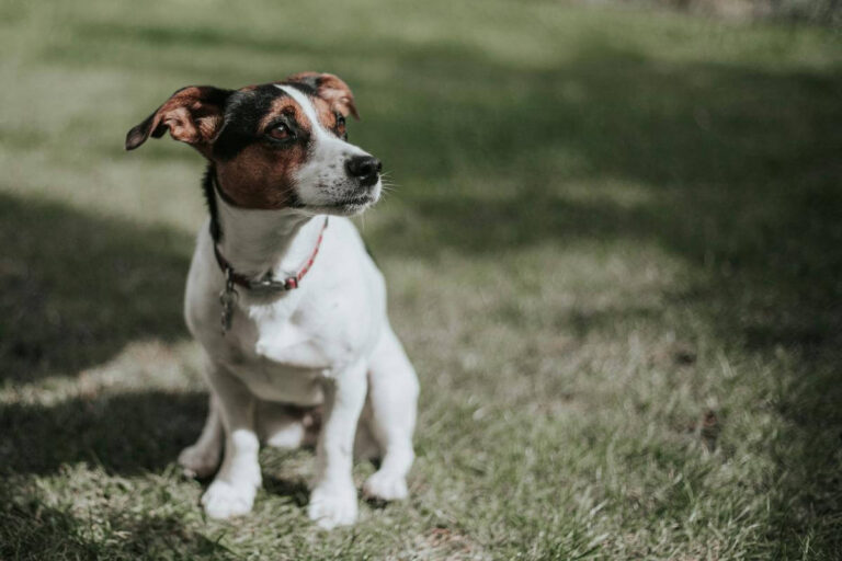 A brown and white dog sitting in the grass