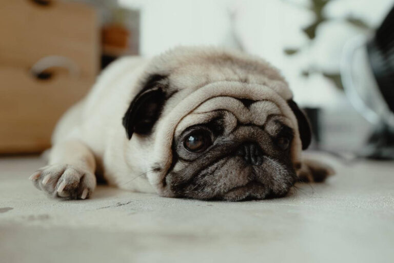 A pug dog laying on the floor in front of a fan.