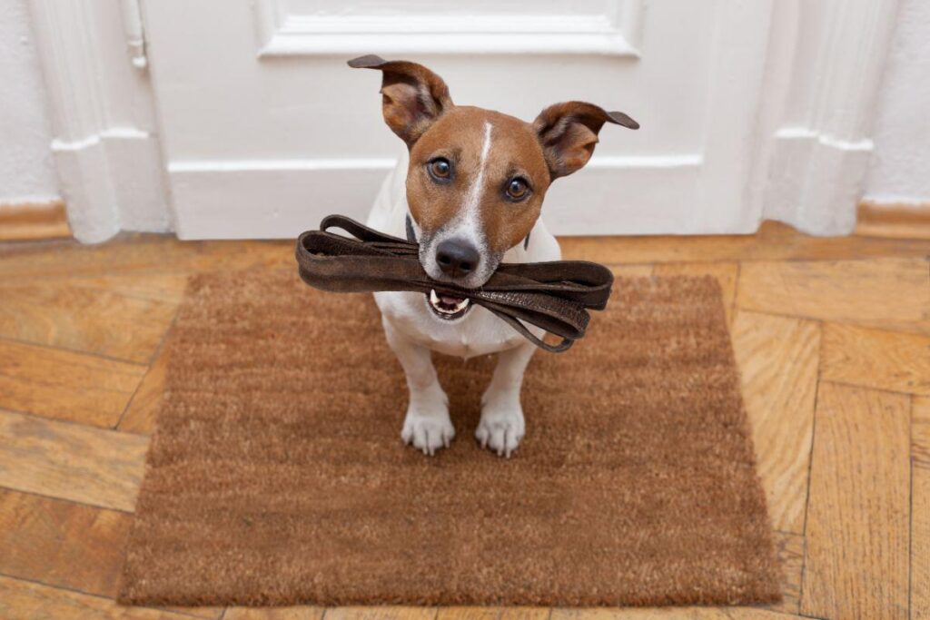 A brown and white dog, with a bone in its mouth.