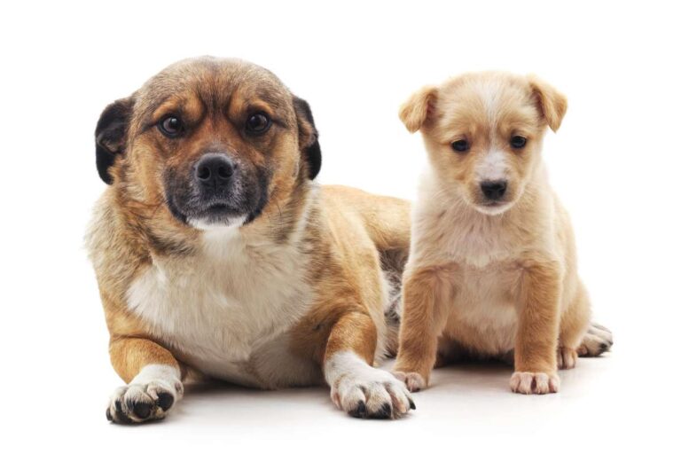 Two dogs, including a puppy, sitting next to each other on a white background.