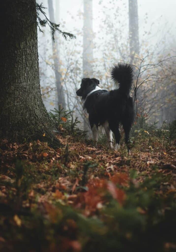 A black and white dog standing in the woods.
