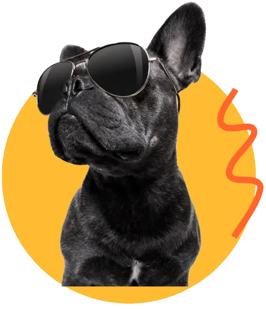 French Bulldog wearing sunglasses with a stylish design against a yellow background.