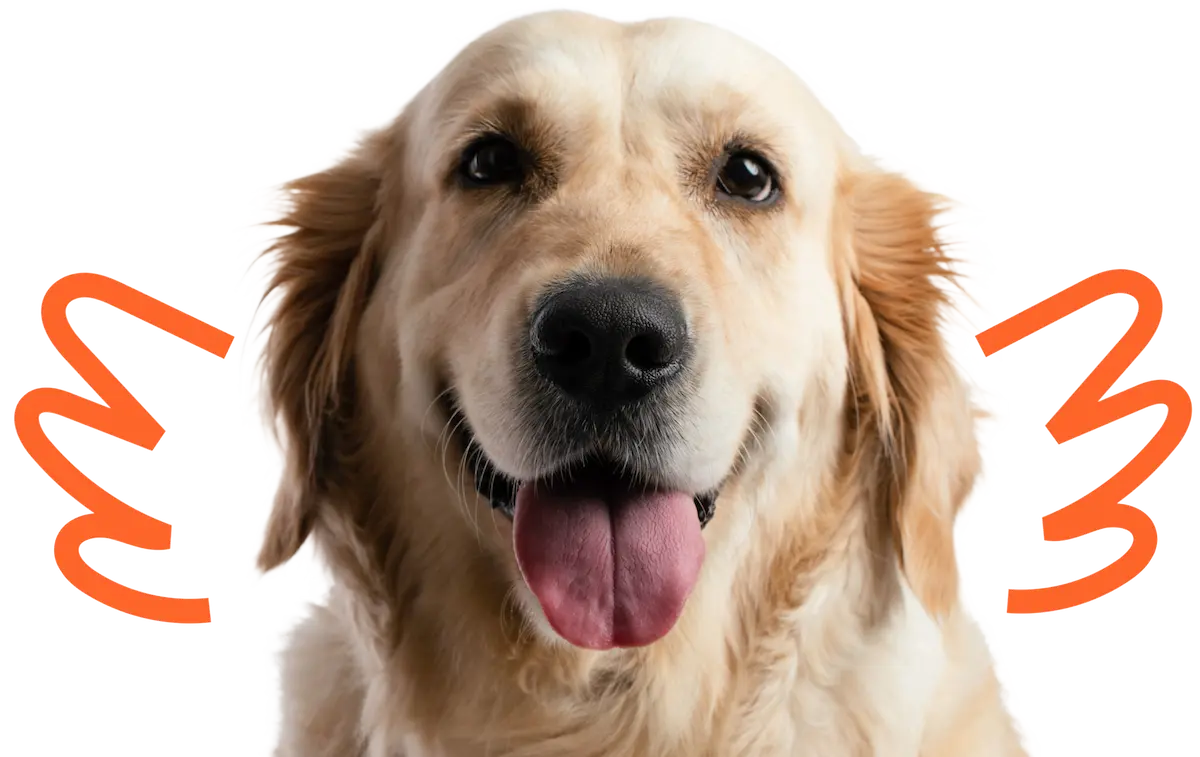 Close-up of a happy dog with tongue out, surrounded by orange playful lines