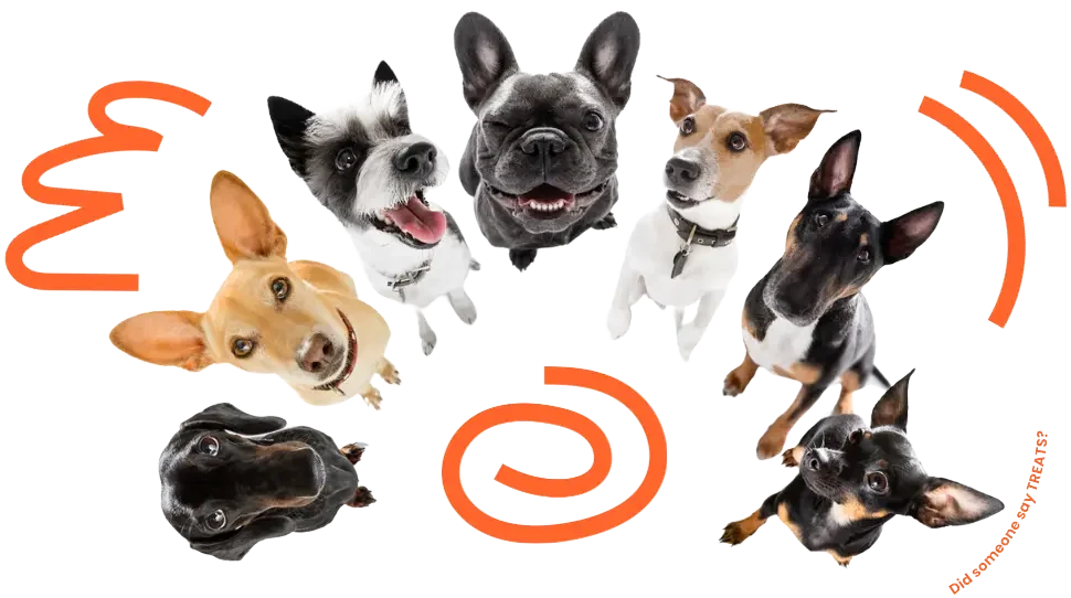 Group of diverse dogs with playful orange lines, showcasing various breeds