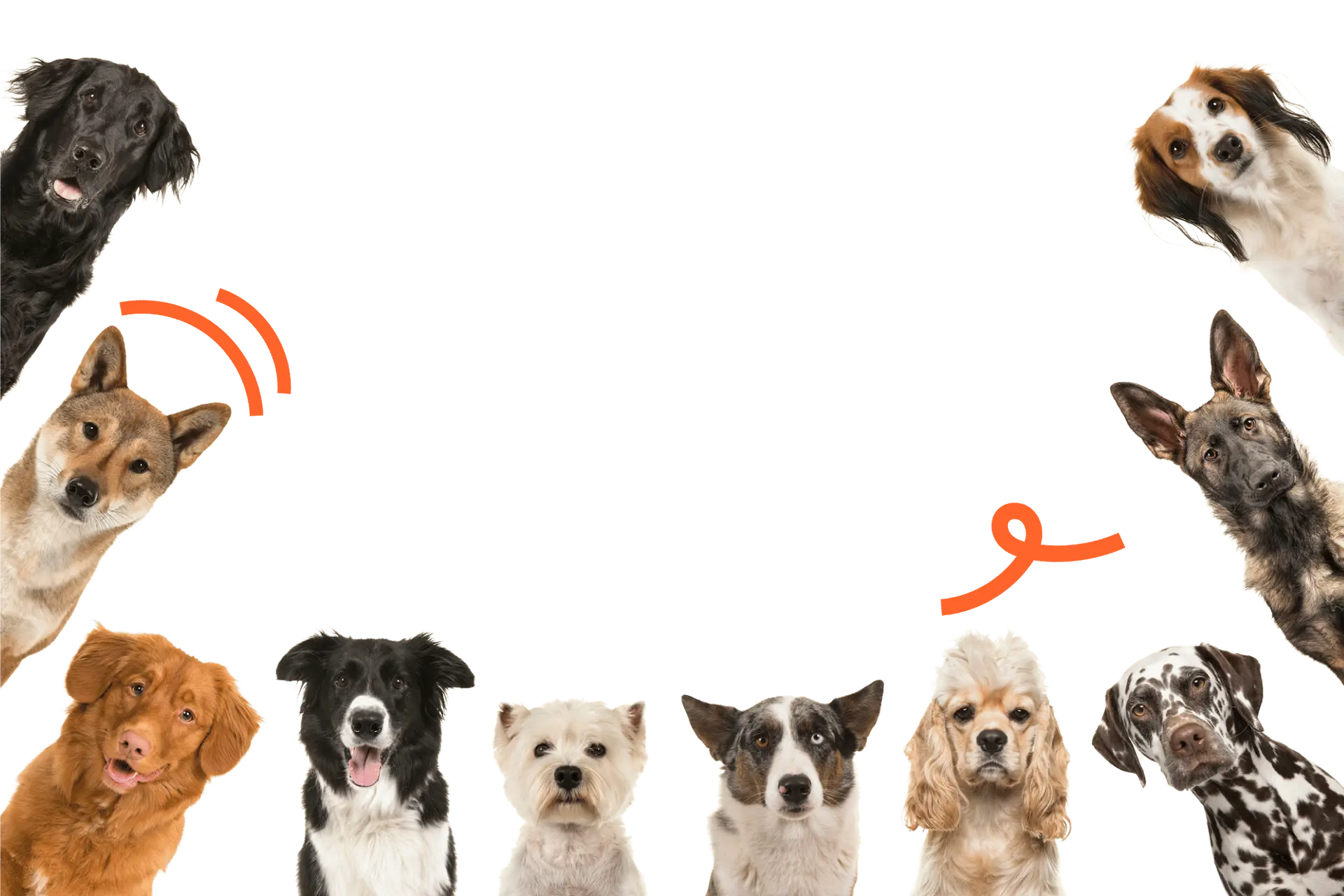 Group of diverse dogs with colorful stripes and playful orange graphics.