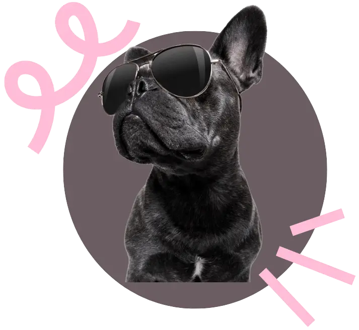 Black French Bulldog wearing sunglasses with playful pink graphics.