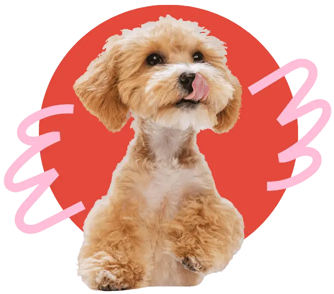 Fluffy tan dog licking its nose, set against a red circle with playful pink graphics.