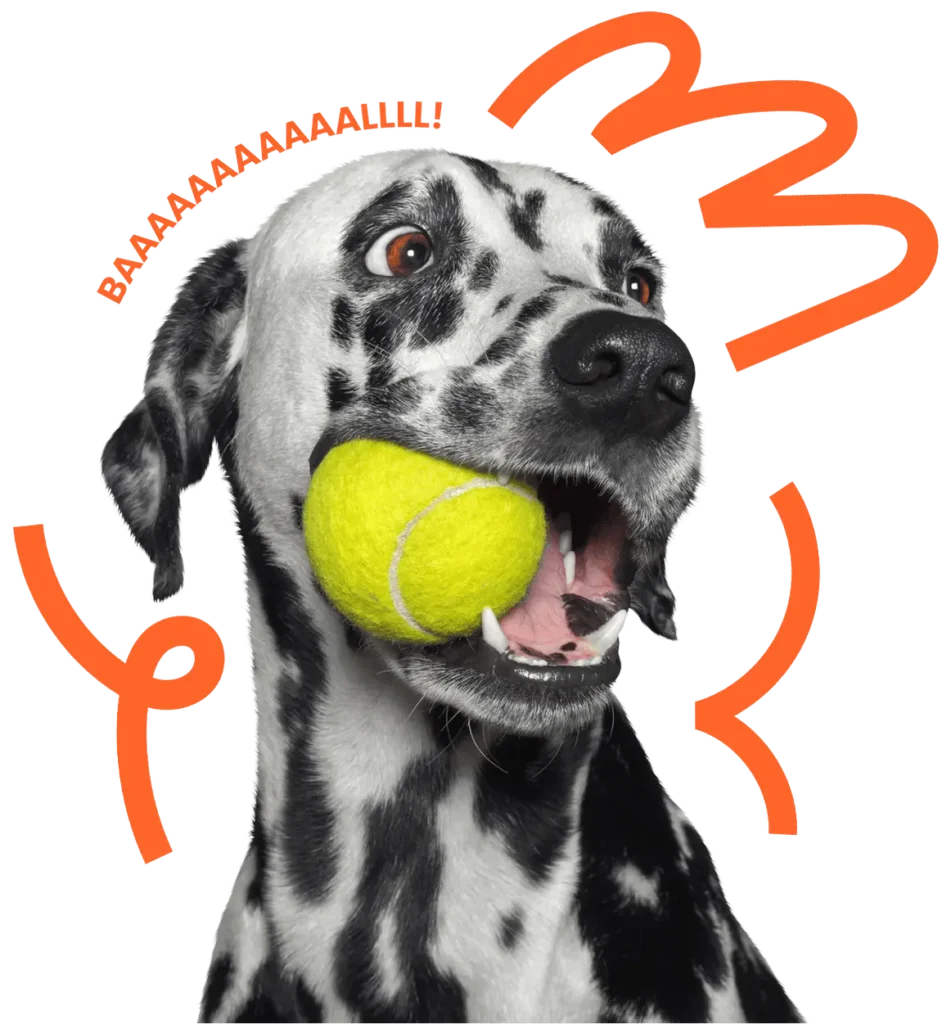 Dalmatian dog with a tennis ball in its mouth, surrounded by playful orange graphics and text saying 'Baaaaaallll!