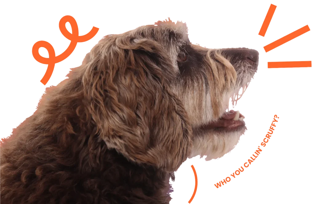 Close-up of a fluffy brown dog with playful orange graphics and text saying 'Who you callin' scruffy?