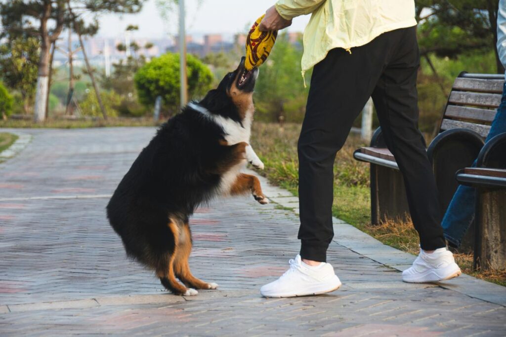 a dog jumping to catch a person