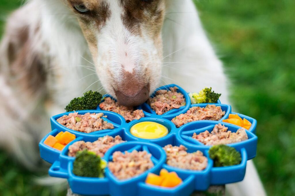 Dog enjoys a colorful meal from its interactive dish.