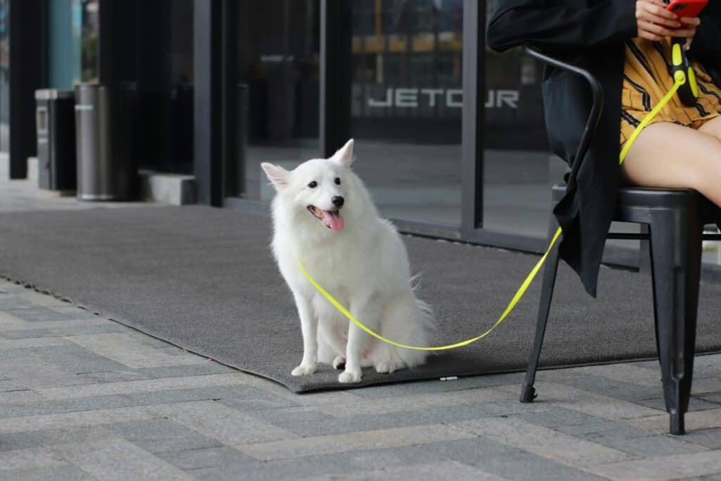 white long haired dog on sidewalk during daytime