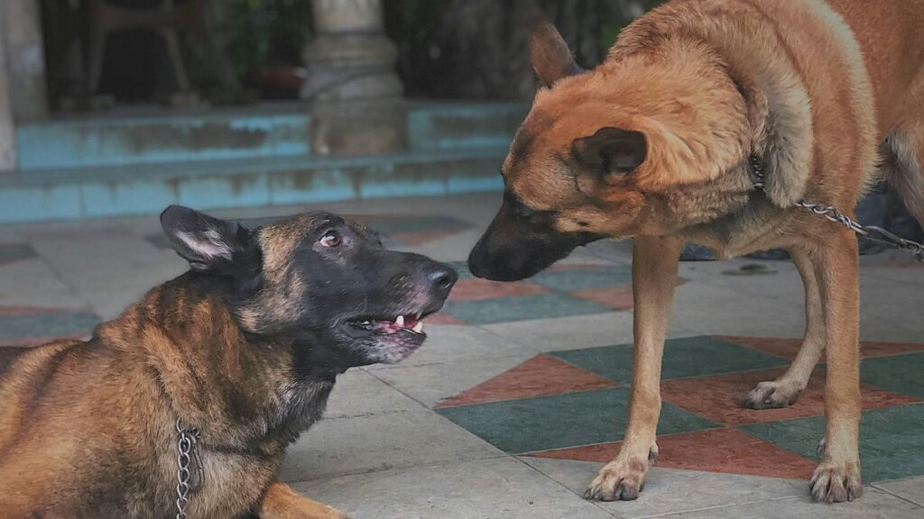 a couple of dogs standing on top of a tiled floor
