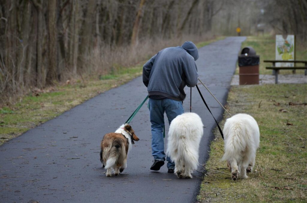 a man walking three dogs down a path