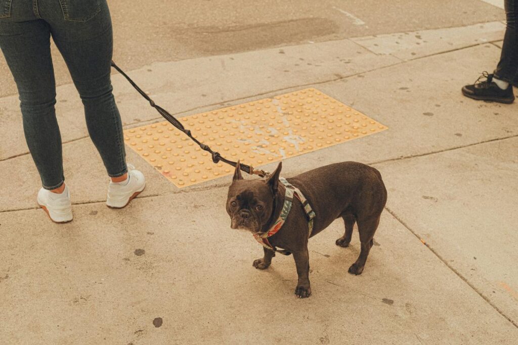 a small brown dog standing on top of a sidewalk