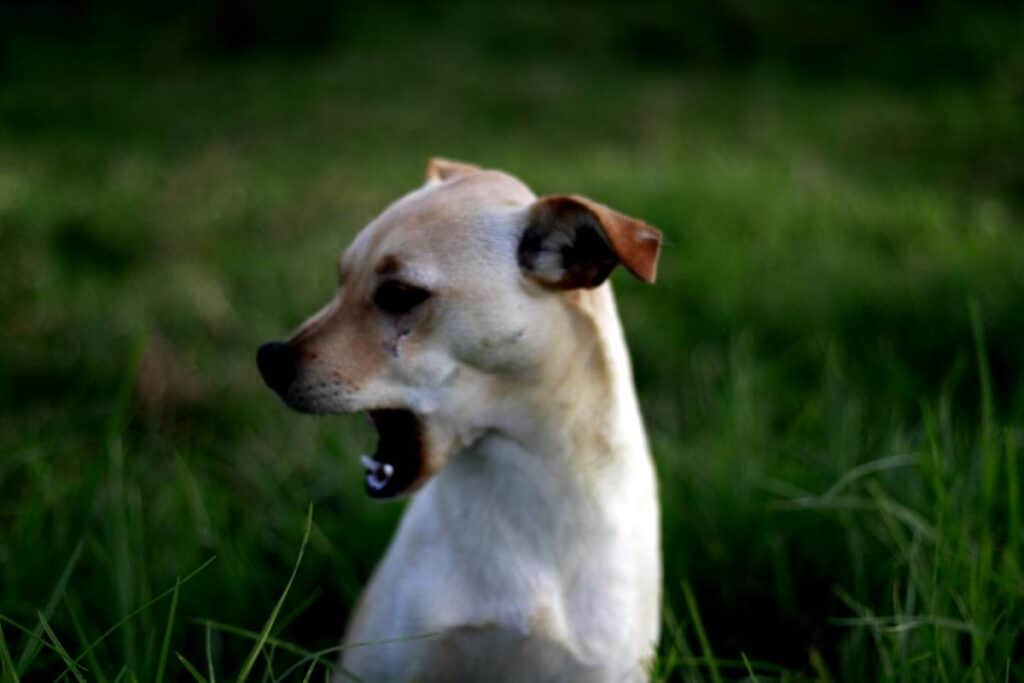 white and brown puppy close-up photography